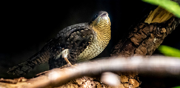 Wryneck
