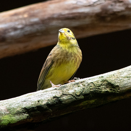 Yellowhammer