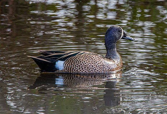 Blue winged teal