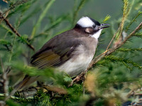 Light vented bulbul