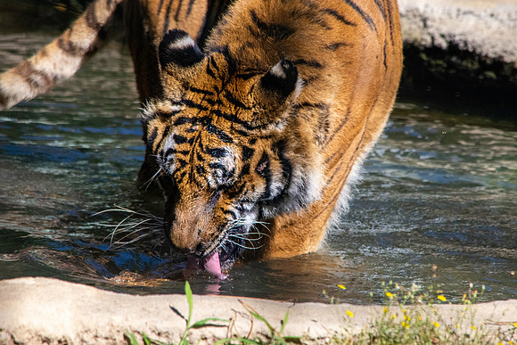 Siberian tiger