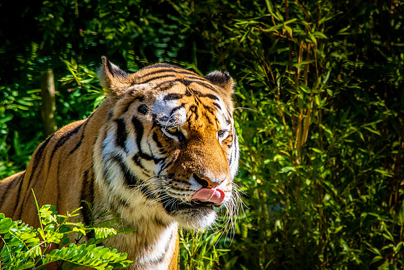 Siberian tiger