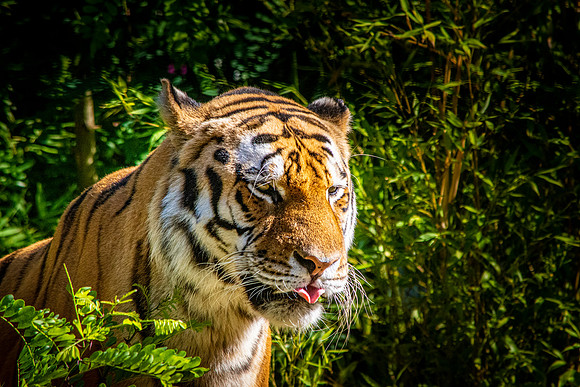 Siberian tiger