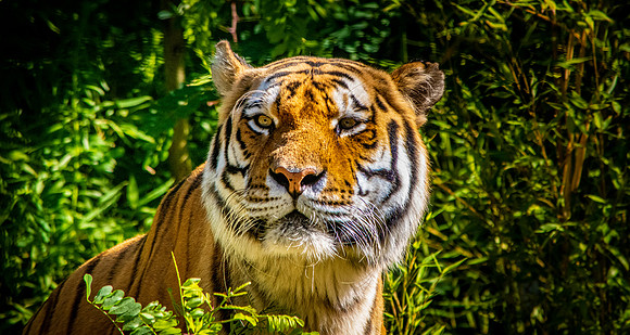 Siberian tiger