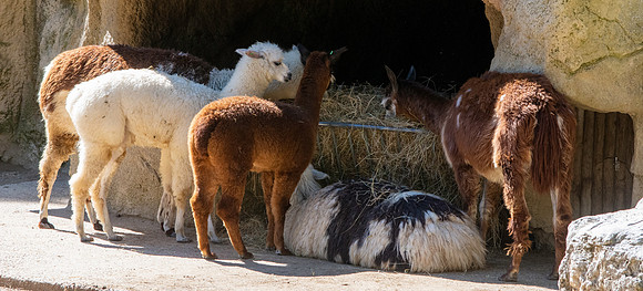 Alpaca