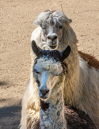 Alpaca