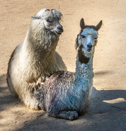 Alpaca