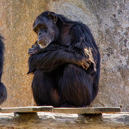Chimpanzee