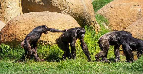 Chimpanzee
