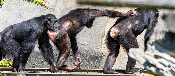 Chimpanzee