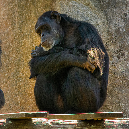Chimpanzee