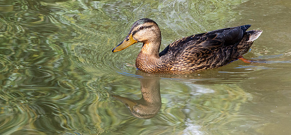 Mottled duck