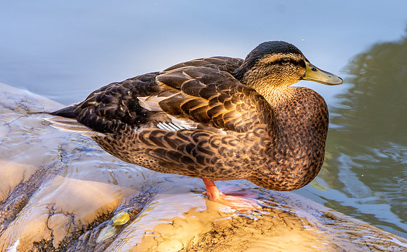 Mottled duck