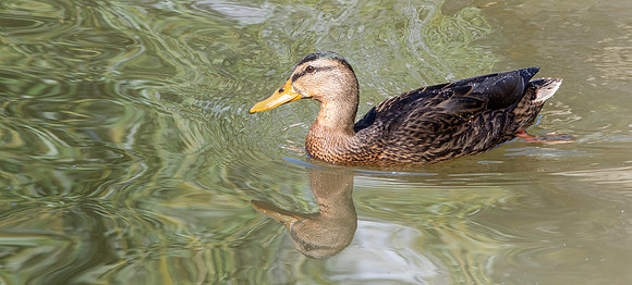 Mottled duck