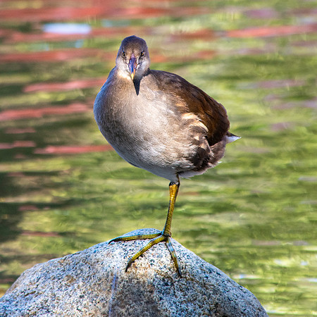 Moorhen