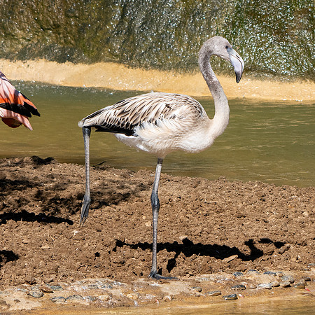 Caribbean flamingo, juvenile
