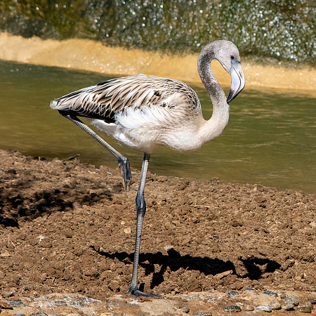 Caribbean flamingo, juvenile