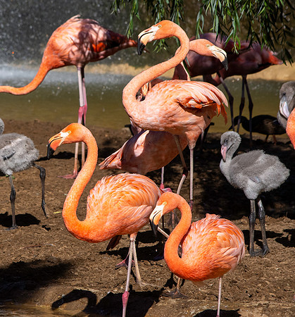 Caribbean flamingo