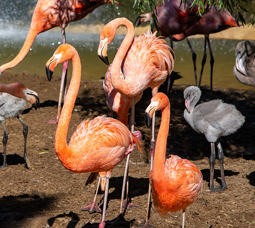 Caribbean flamingo