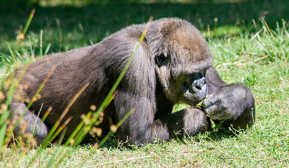 Gorilla