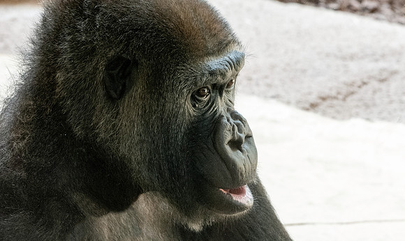 Gorilla