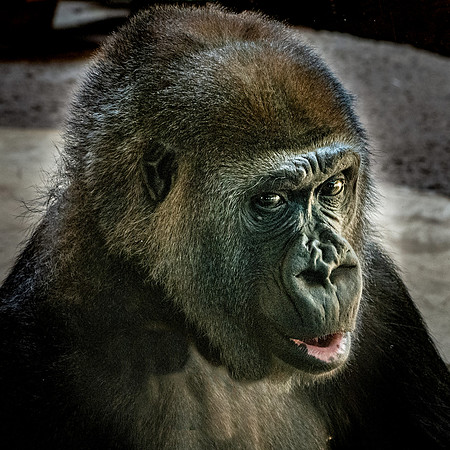 Gorilla