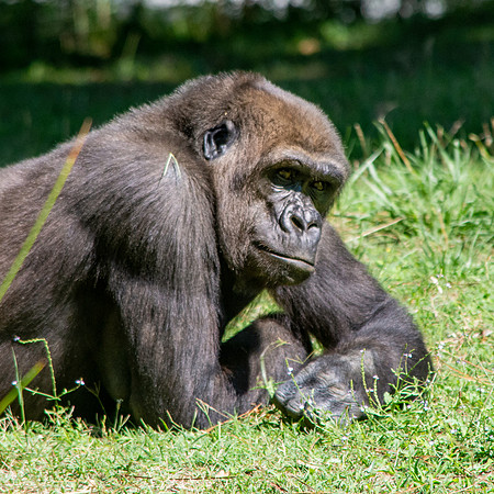 Gorilla