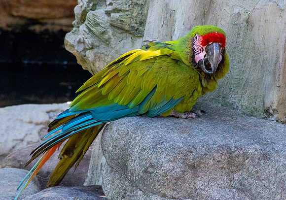 Military macaw