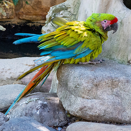 Military macaw