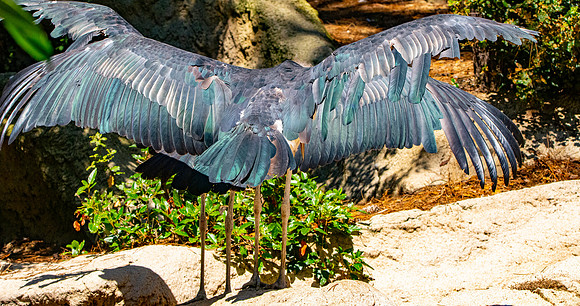 Marabou stork