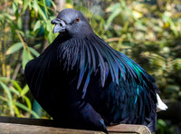 Nicobar pigeon