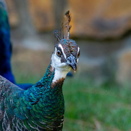 Peahen