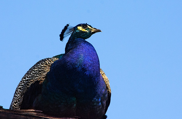 Peacock