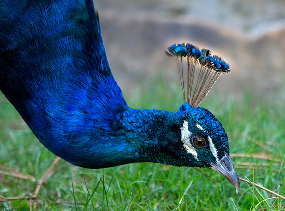 Peacock