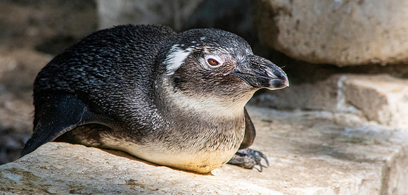 Jackass / African Penguin