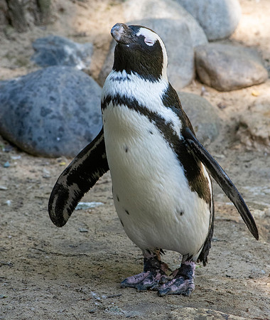 Jackass / African Penguin