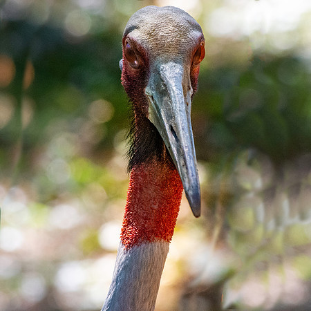 Sarus crane