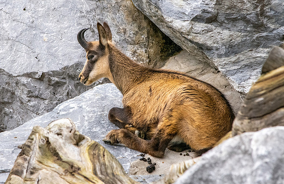 Chamoise goat