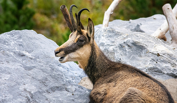 Chamoise goat
