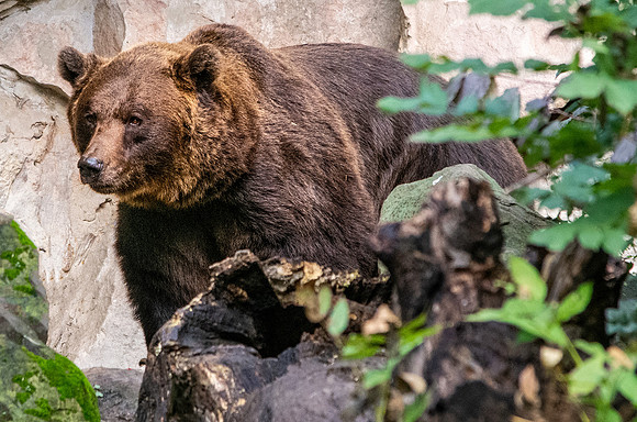 Eurasian brown bear