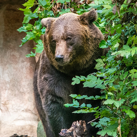 Eurasian brown bear