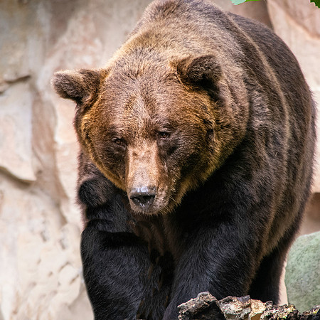 Eurasian brown bear