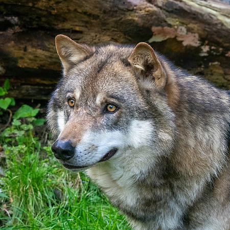 Eurasian wolf