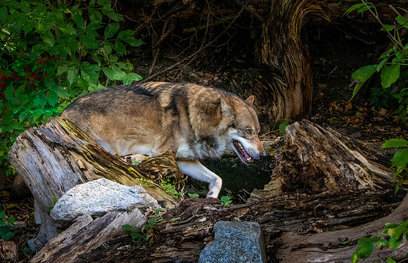 Eurasian wolf