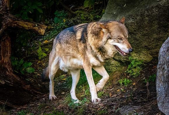 Eurasian wolf