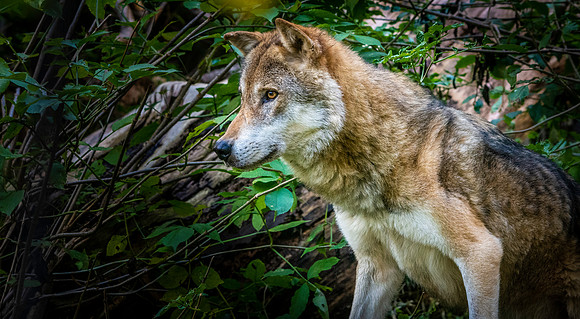 Eurasian wolf