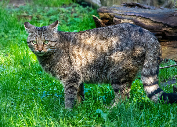 European wildcat
