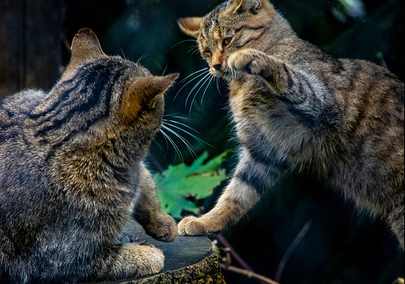 European wildcat