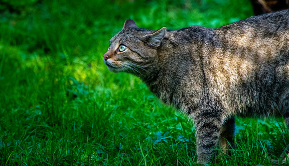 European wildcat