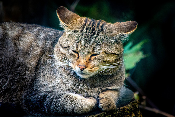 European wildcat